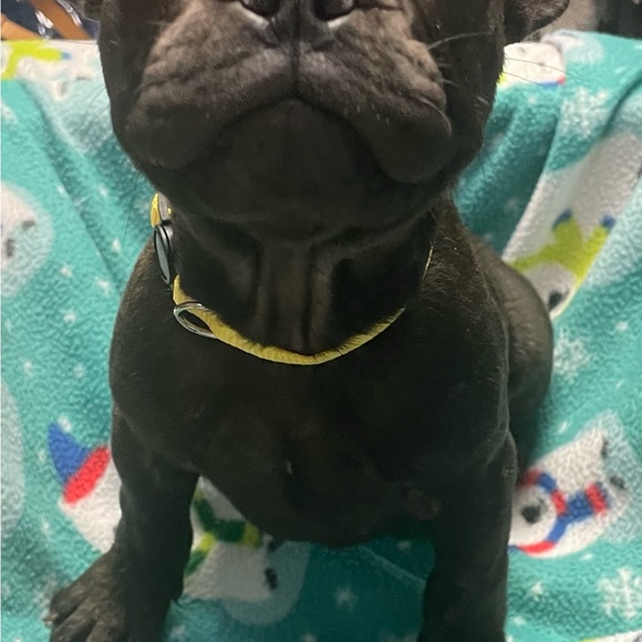 Meet your Posher, Misty - Picture 5 of 7